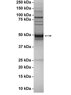 Eurofins DiscoverX Axl Protein, Active 10 &mu;g | Buy Online | Eurofins DiscoverX | Fisher Scientific